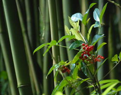 Exotic Places = Exotic Photos / Bamboo & Red Berries - (c) 2007 Ted Grellner